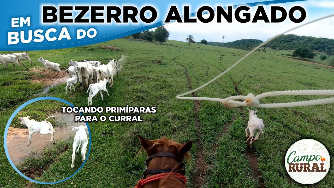 TENTEI LAÇAR O BEZERRO ALONGADO - TOCANDO PRIMÍPARAS NELORE PARA O CURRAL