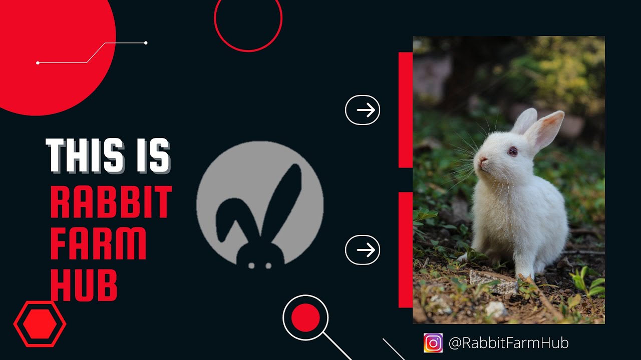 What you need to Start a Rabbit Farm in Nigeria.