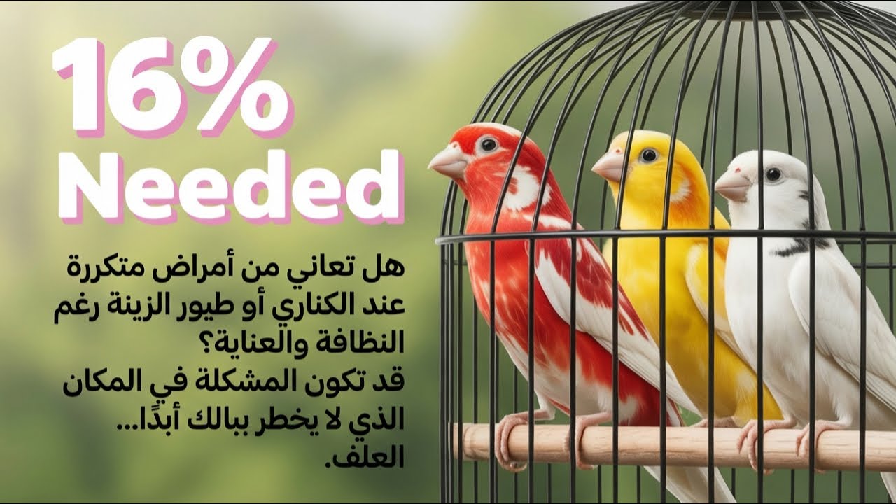 الدكتور يحذّر: الأعلاف سبب خفي لأمراض الكناري وطيور الزينة