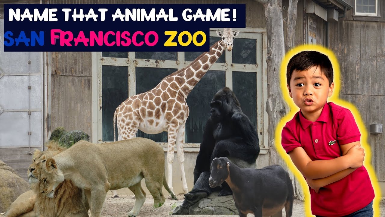 San Francisco Zoo Tour and Review During Covid 2021 Tour with Ken Toys and Fun For Kids.