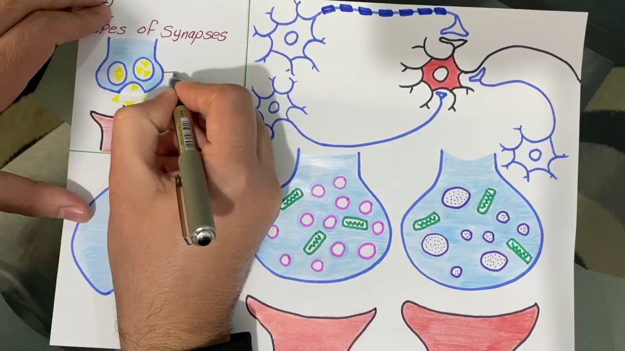 Synapse