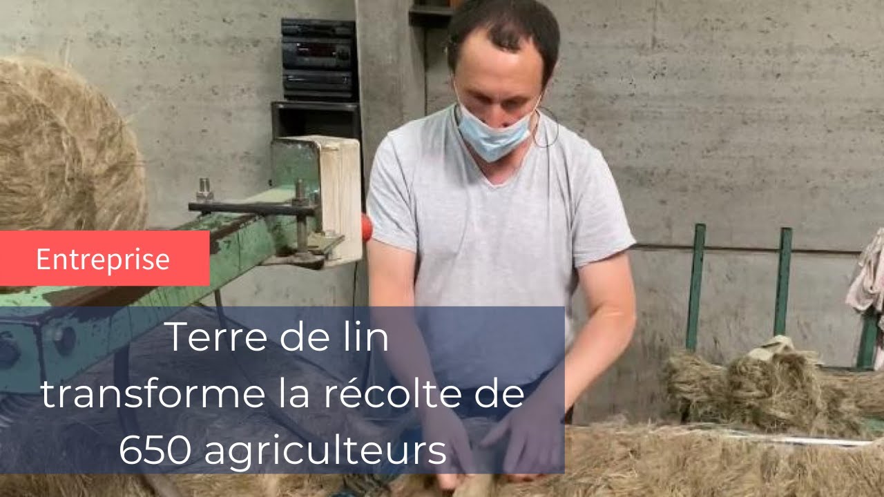 La coopérative Terre de lin transforme le lin de 650 agriculteurs