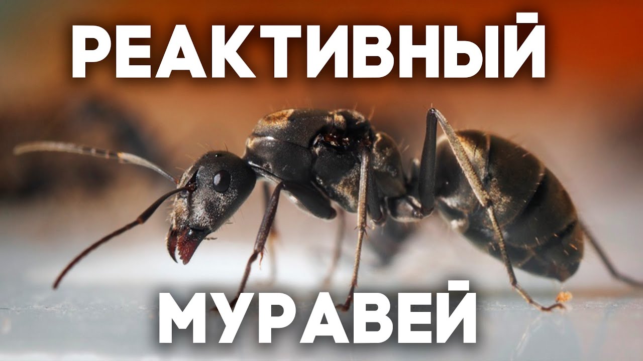РЕАКТИВНЫЙ МУРАВЕЙ - БЫСТРЕЕ ЗВУКА! Camponotus parius - обзор муравьёв! \\ Димон и пумба