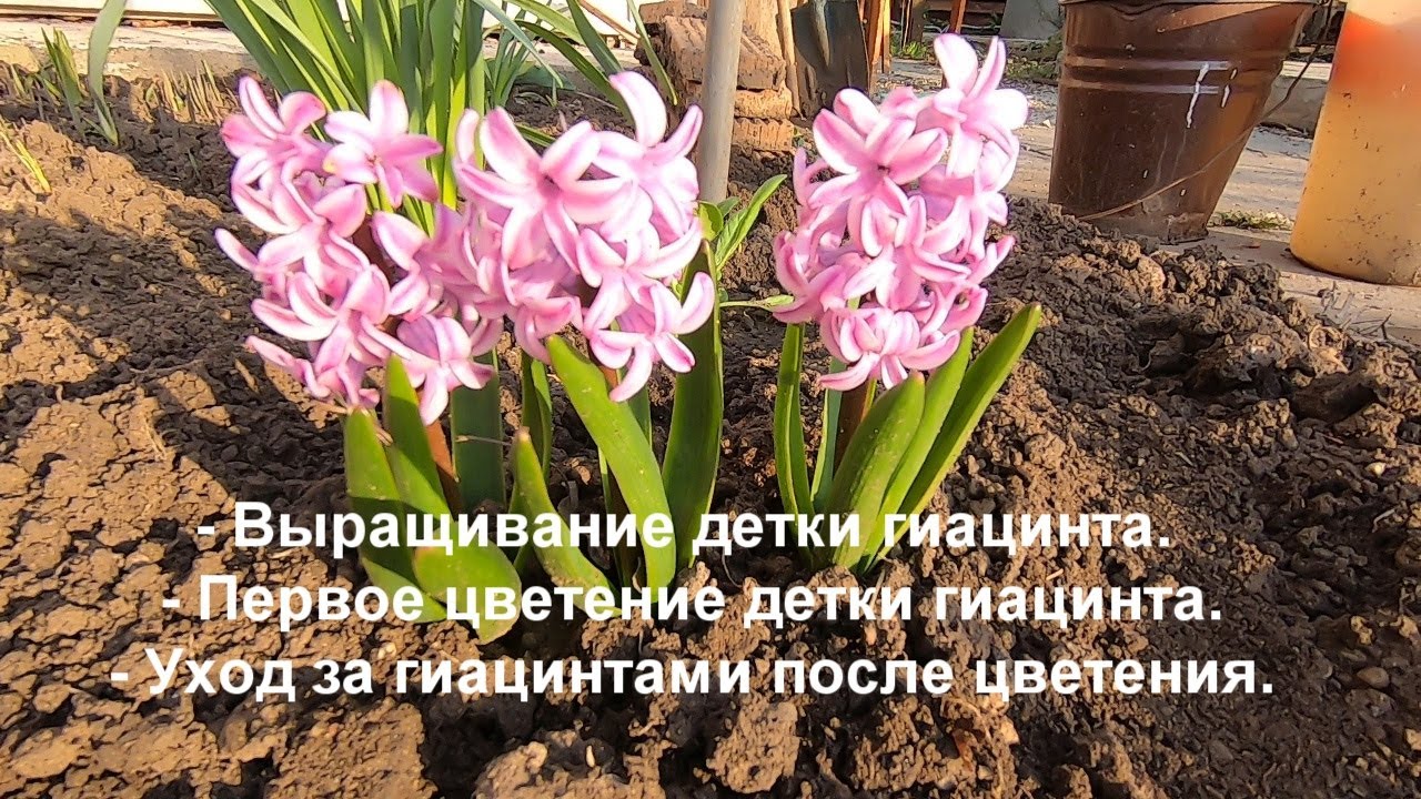 Детки гиацинта. Когда зацвели детки гиацинта? Уход за гиацинтами после цветения.