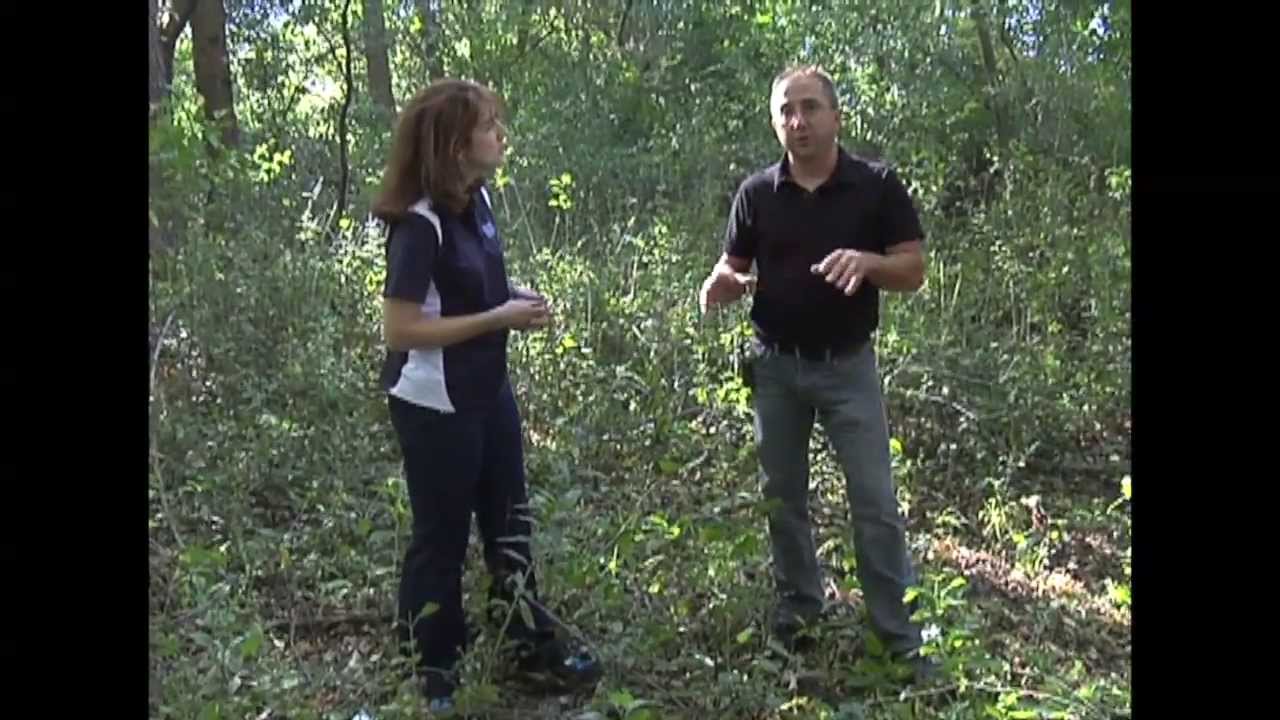 Removing Buckthorn - A