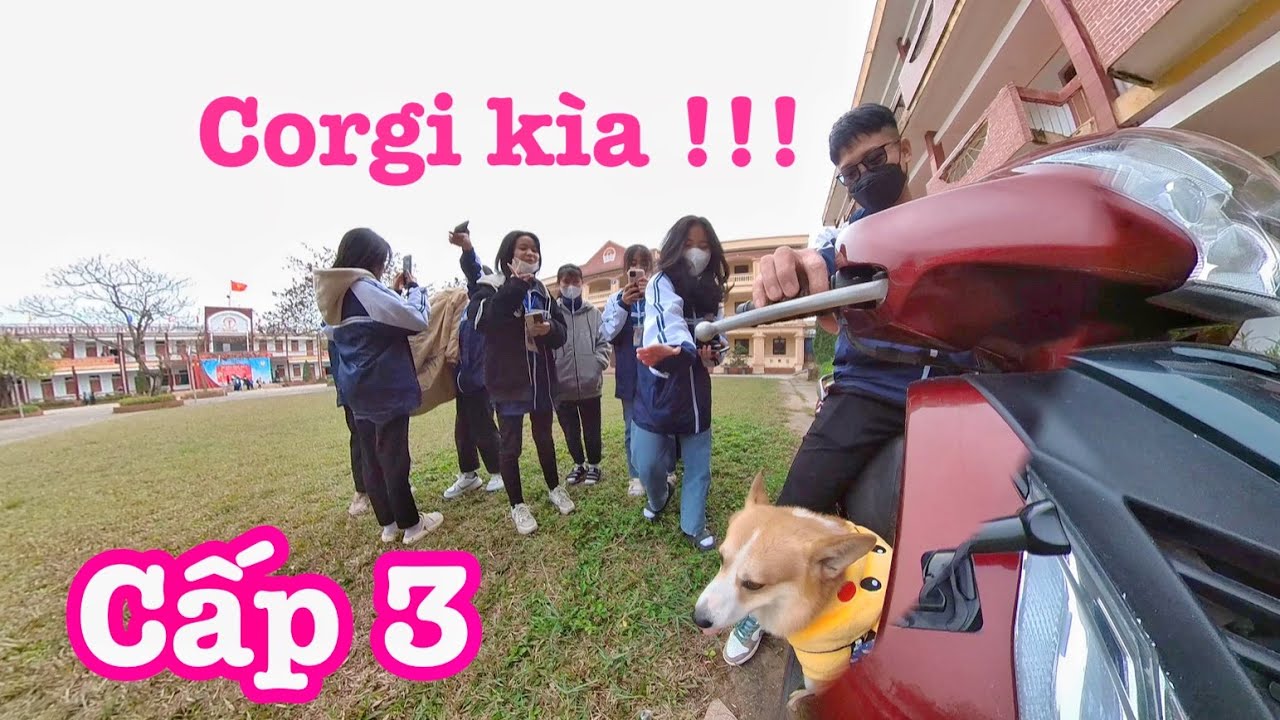 Phản ứng của học sinh cấp 3 lần đầu thấy Corgi và buổi chiều cuối năm cùng Cò | Xế Tuyển
