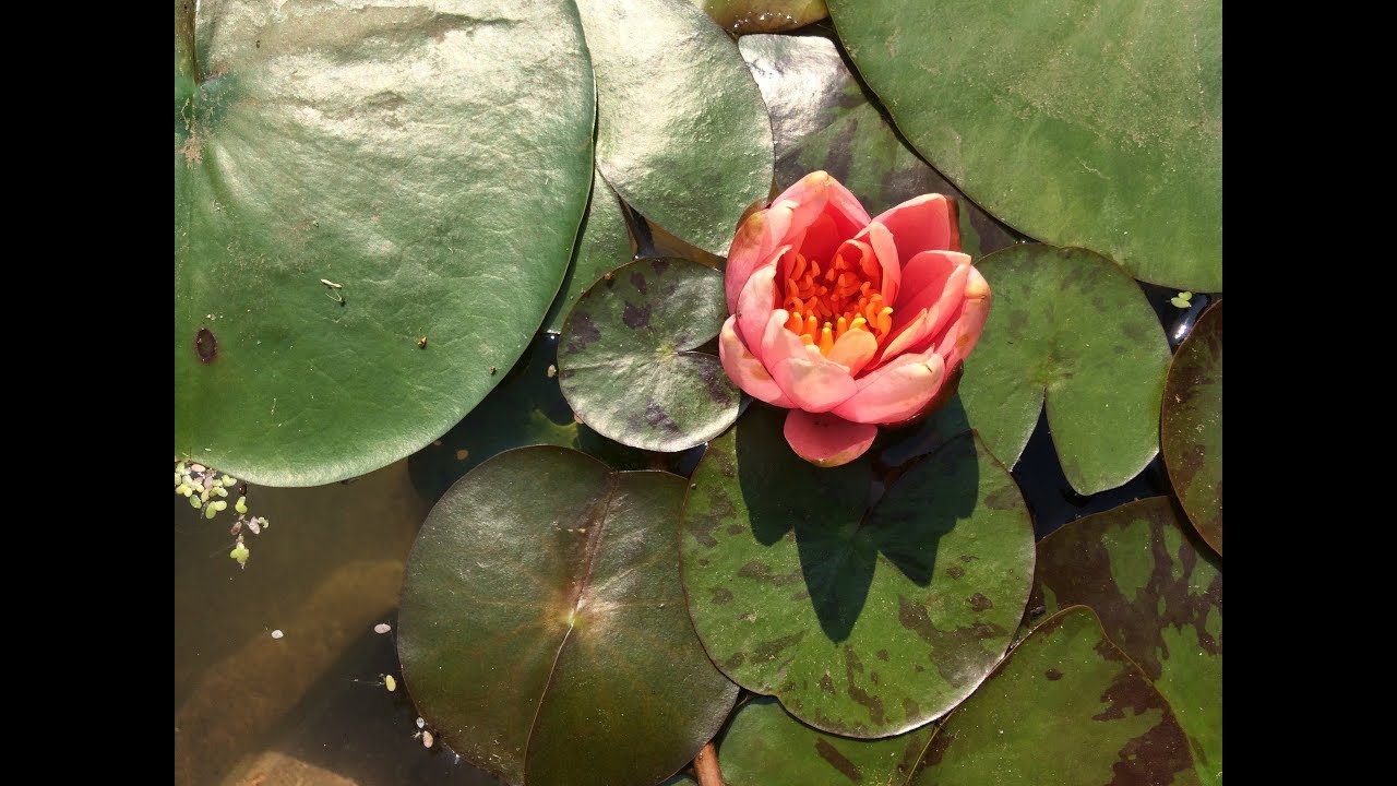 How to Convert a Swimming Pool to a Garden Pond – Part 3