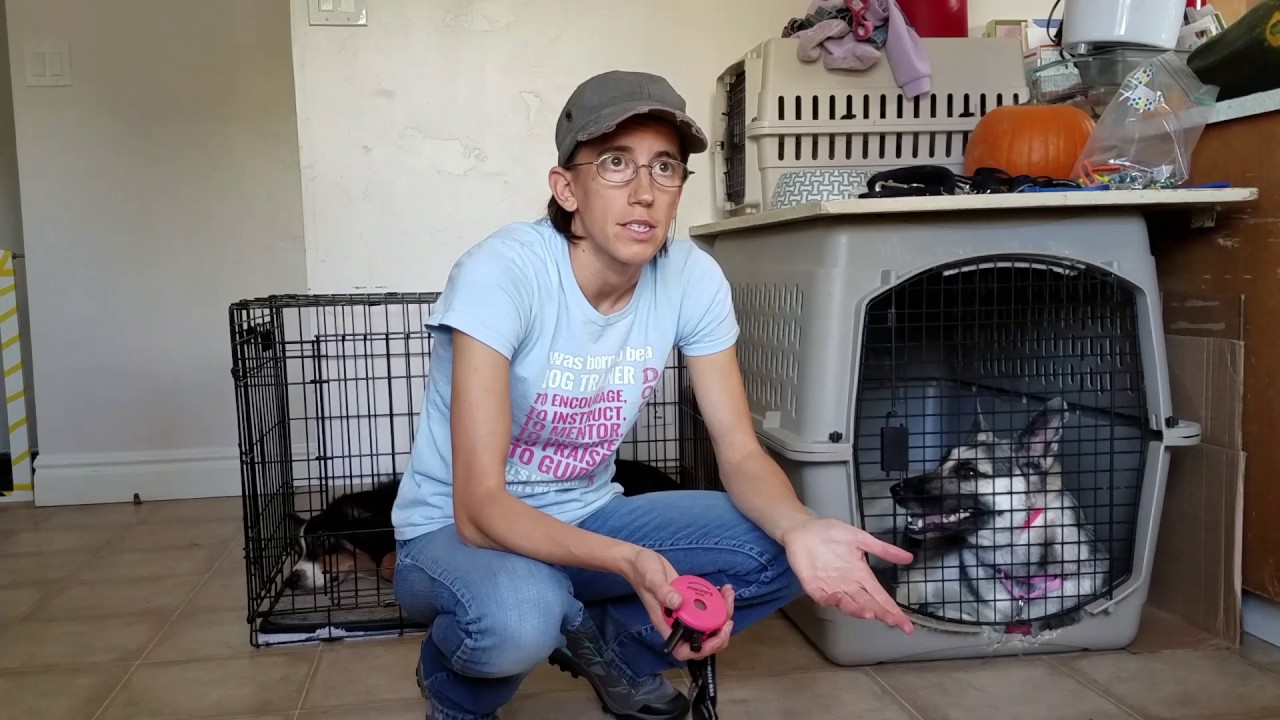 FOMO & Anxiety | Treating Separation Anxiety w/ E-collar