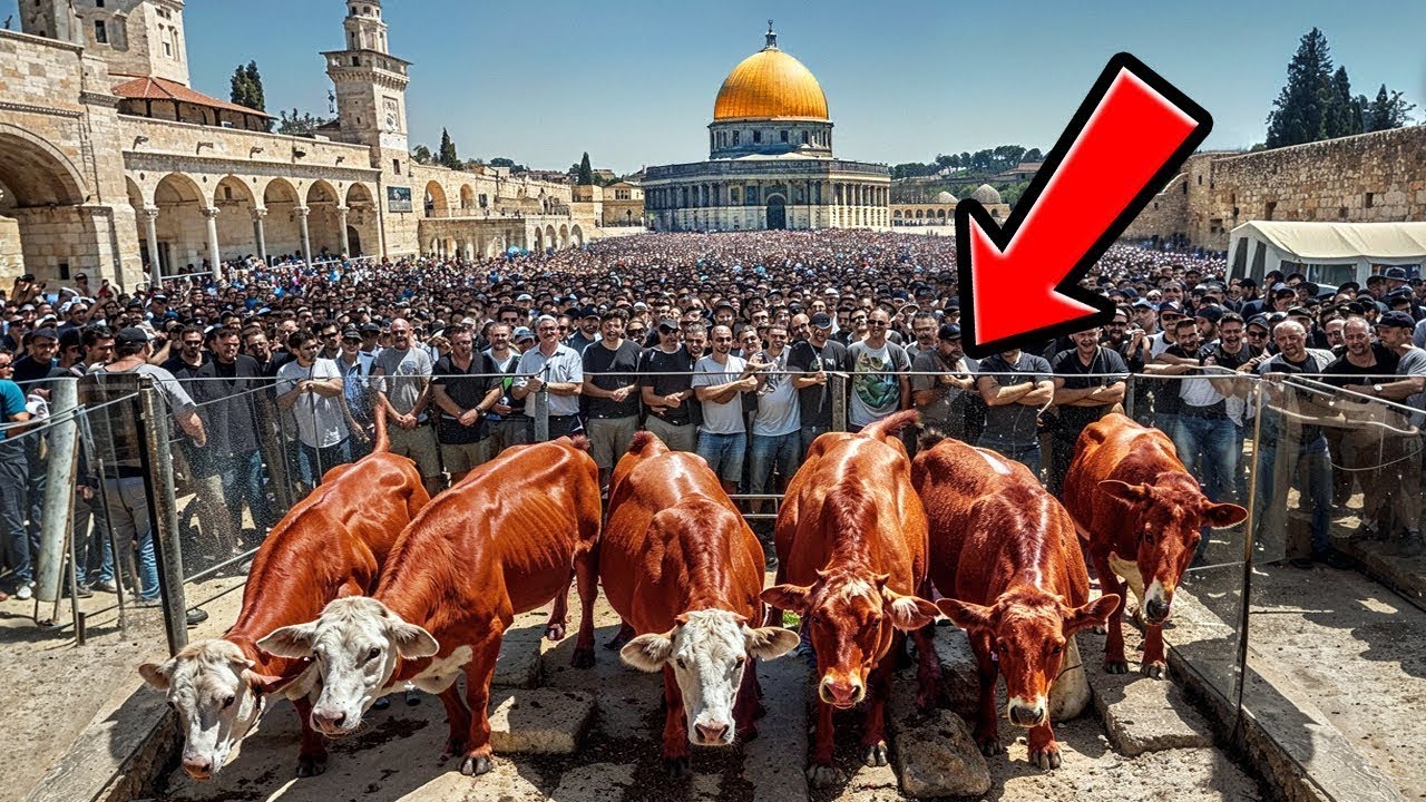 VACHE ROUGE ARRIVE EN ISRAËL - La Construction du Troisième Temple Va Bientôt Commencer