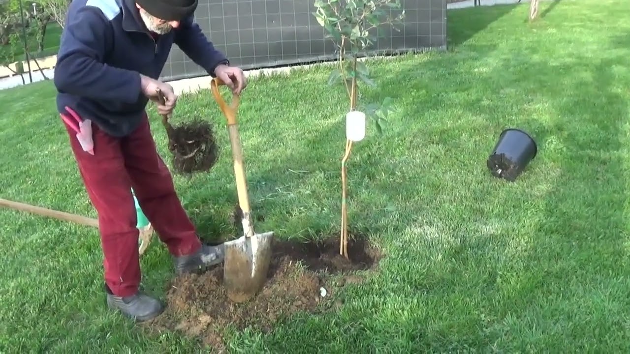 Plantando un árbol
