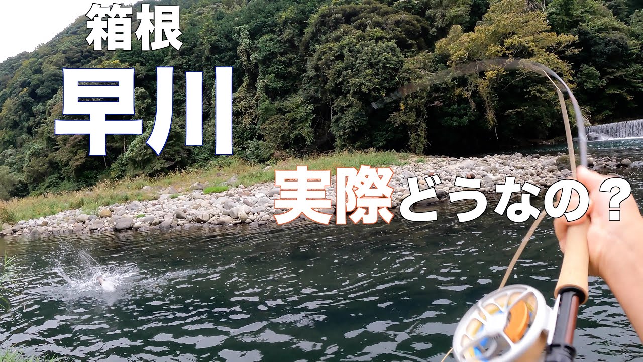 【冬季C&R】初めて行っても早川は釣りになるのか？【週末】