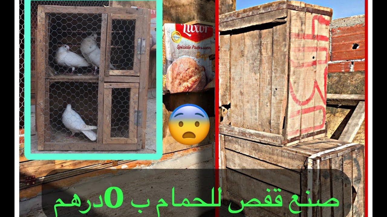 صنع قفص للحمام بأسهل طريقة ممكنة 🐣🕊️
