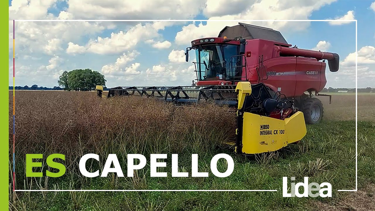 Żniwa ES Capello u Piotra Stolarczyka | LIDEA