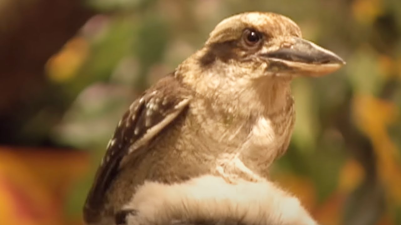 Zoboomafoo - Kookaburra | WildBrain Zoo | Animal Lovers Kids Show