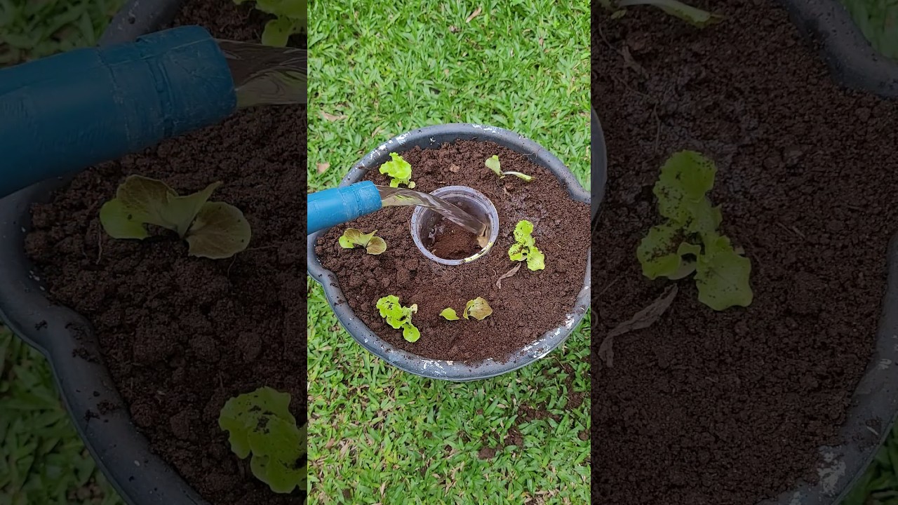 Jeito Mais Fácil e Rápido de Plantar e Colher Alface em Vaso