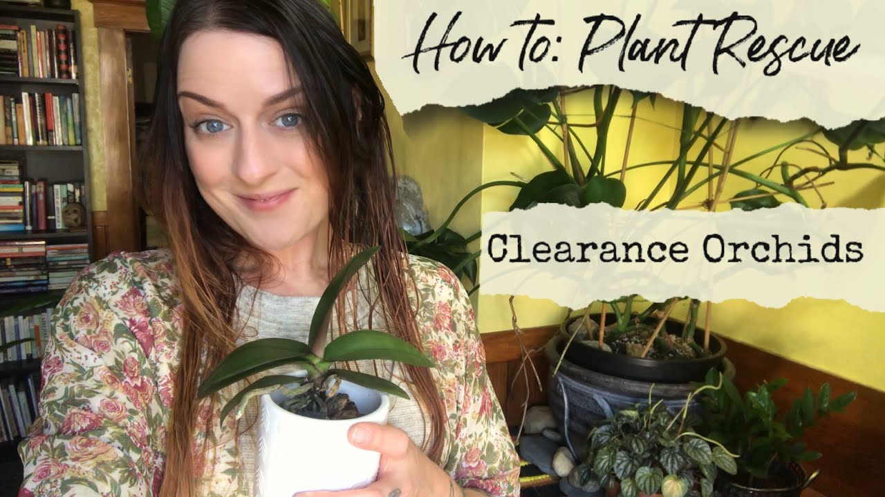 Plant Rescue: How To Save A Clearance Orchid