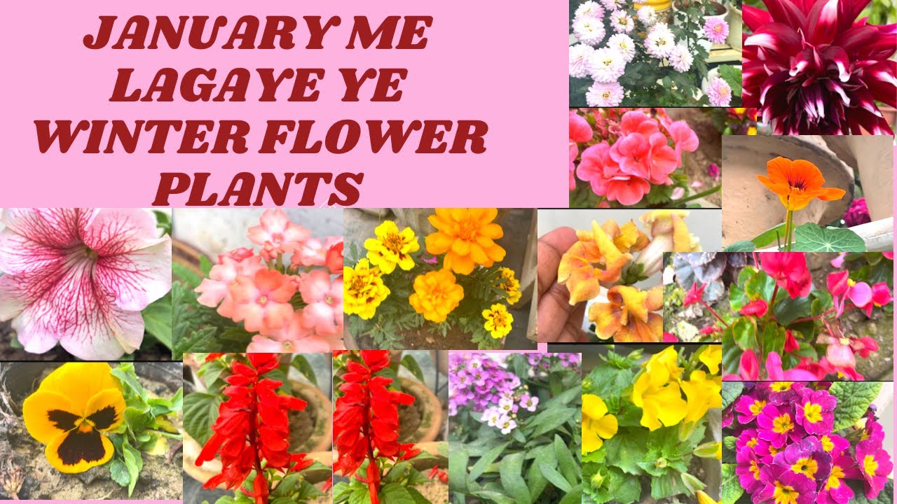 Beautiful Winter Flowers Plants With Name | LifescapesWithKusum #winterspecial #flowers #garden