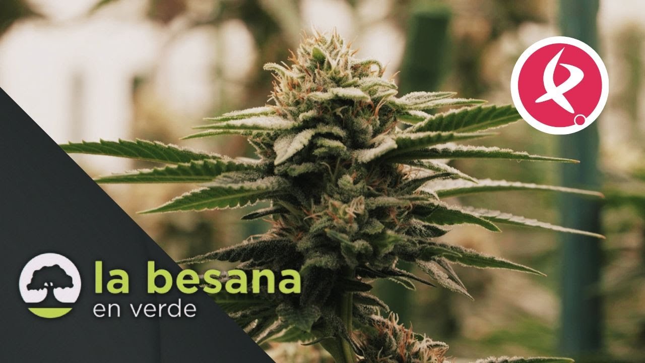 El c&aacute;&ntilde;amo industrial, una alternativa para el campo | La besana en verde