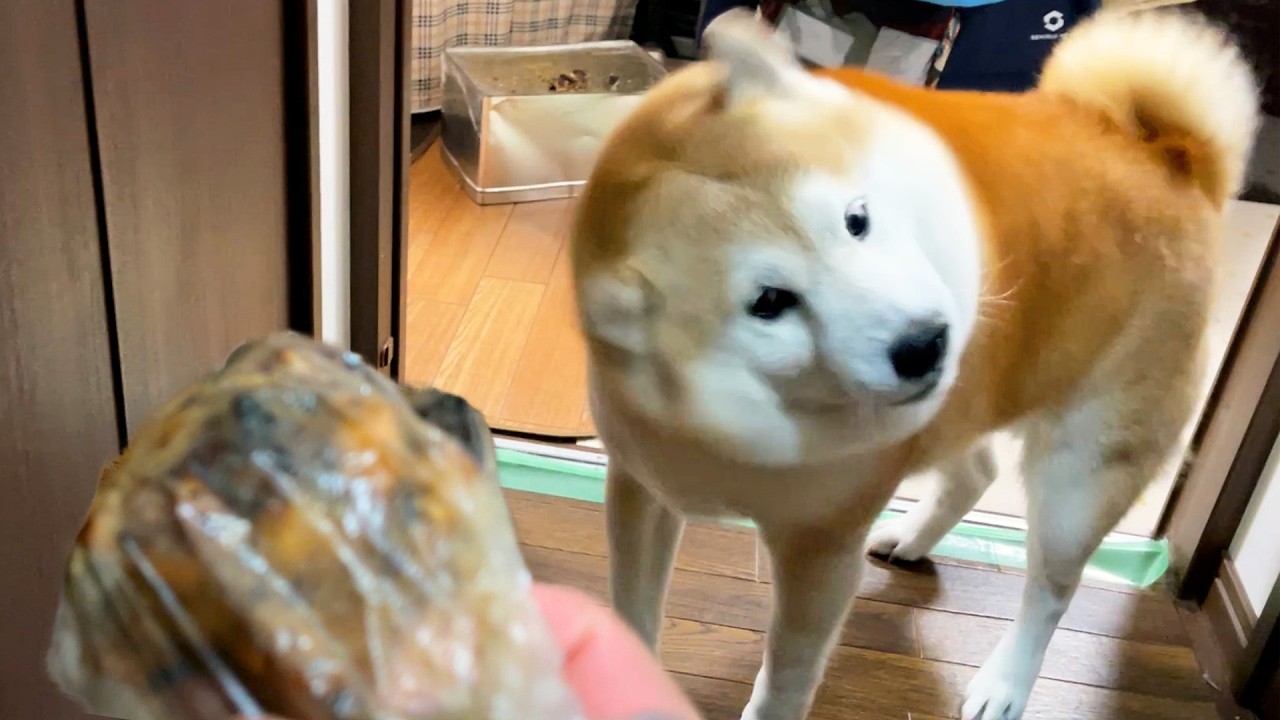 Shibe, snorting with joy at the reunion, notices the smell of barbecue coming from his family.