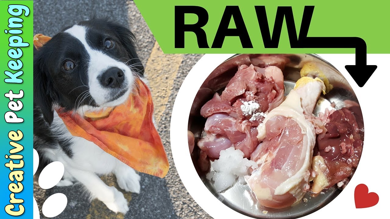 How to feed a cats and dogs RAW MEAT | Prey Model Raw Diet