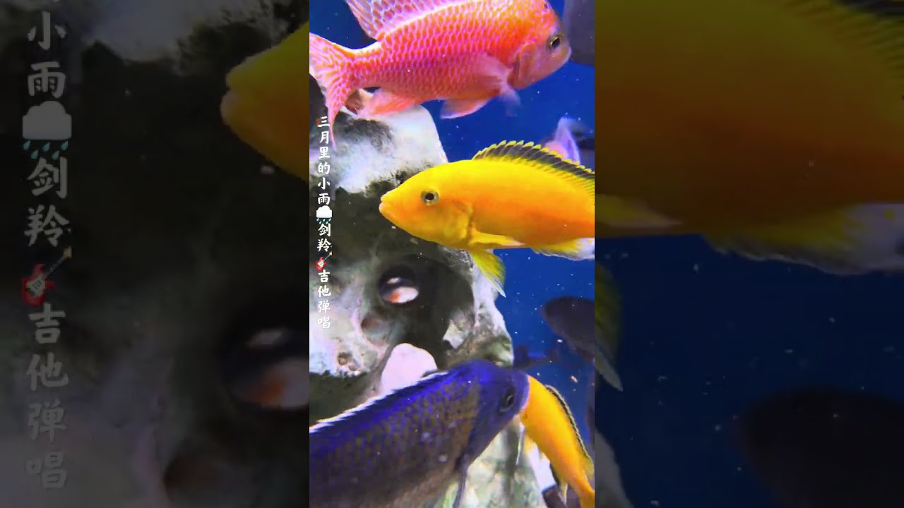 【#鱼乐人生·当我把iphone 17 Pro Max 手机伸到鱼缸里时～～～】｜三湖孔雀🦚慈鲷｜125加仑鱼缸｜六尺缸｜德克萨斯空洞石造景
