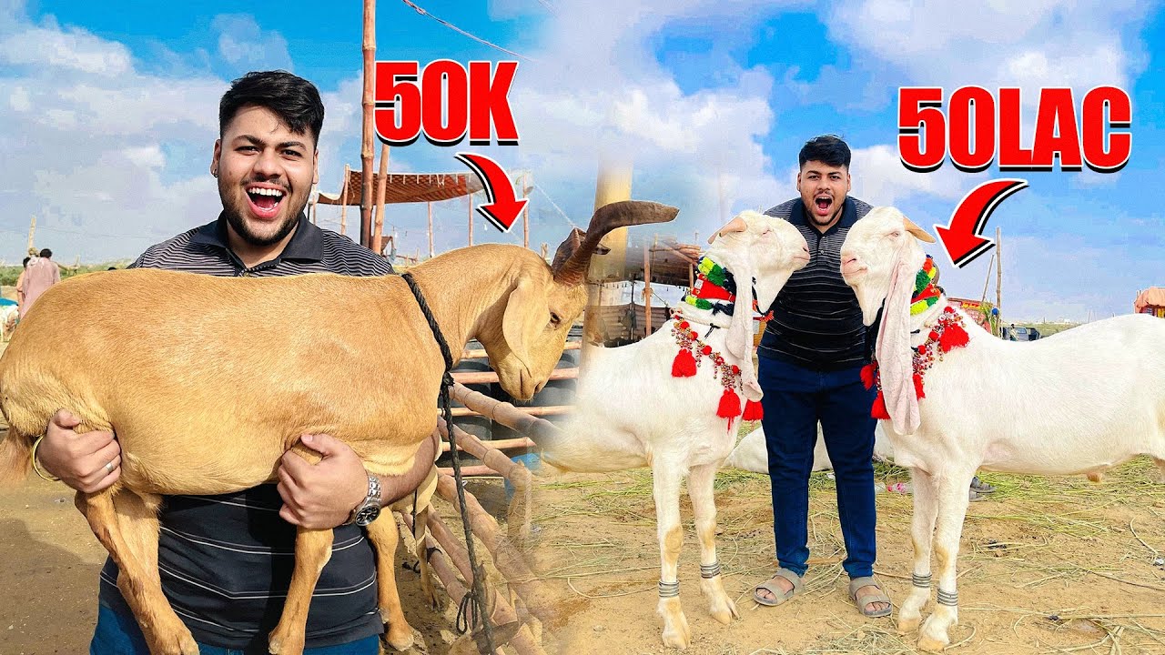 Cheap vs Expensive Bakray in Mandi 2025😱