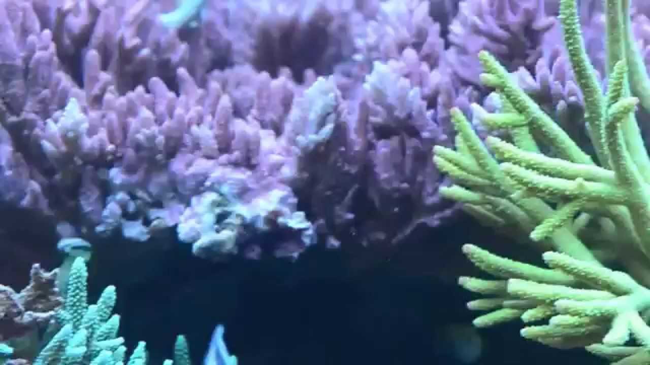 Triton display tank