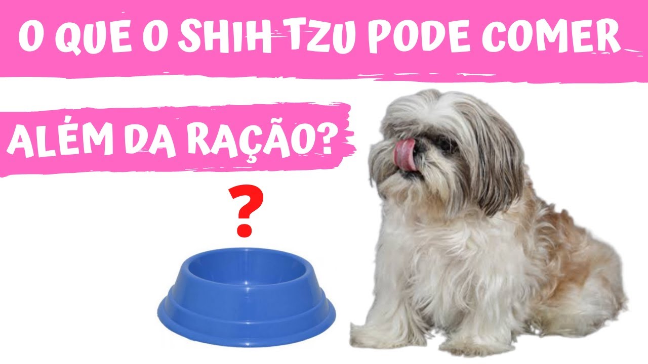 O que o SHIH TZU PODE COMER além da ração? | Frutas, vegetais, proteínas, carboidratos…