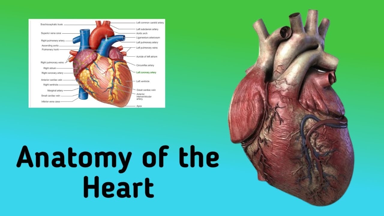 Anatomy of the Heart❤️ || Surfaces, Chambers, Blood supply, Right and left dominance