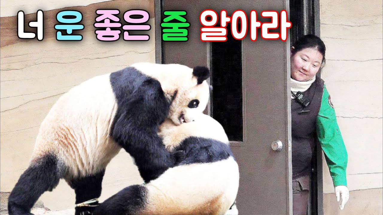 퐁력 뜨면 너 힘들 텐데 이모님 덕분에 운 좋은 줄 알아라 이 일은 더 이상 따지지 않겠다 루이바오 후이바오