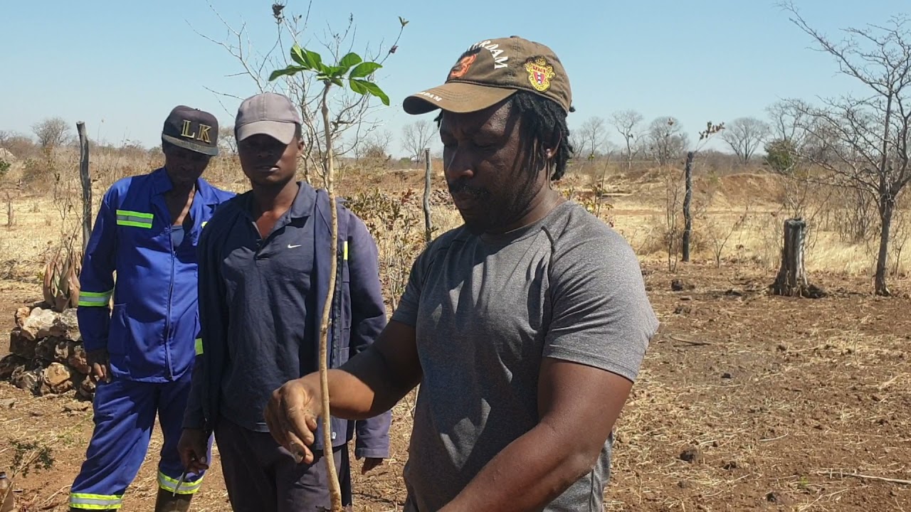 Sausage tree 🌳- Sustainable Rural Village Zimbabwe 🇿🇼