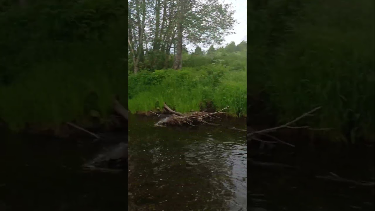 отдыхаем на реке Вотча 