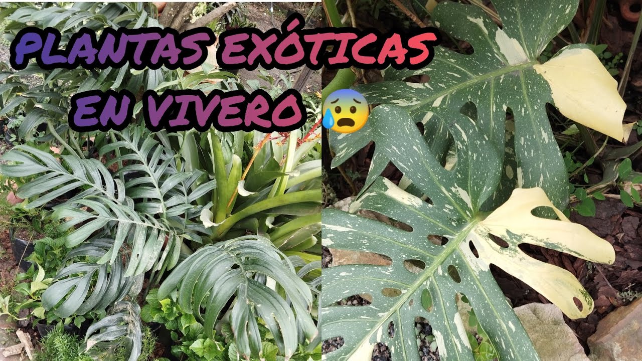 en busca de PLANTAS EXÓTICAS Y RARAS EN VIVERO 😰😱¦ LIZZ Y SU VIVERO
