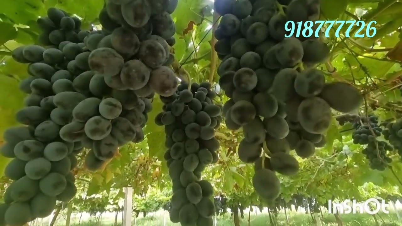 Ангури Мерседес(победа) барои мавиз бехтарин аст ватсап 918777726