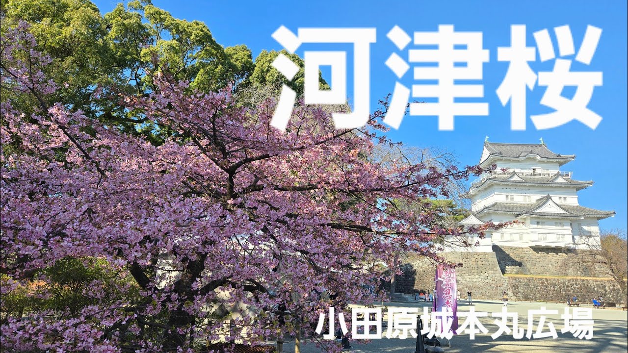 河津桜🌸が満開に【小田原城本丸広場】(2026年2月21日)ムービー編