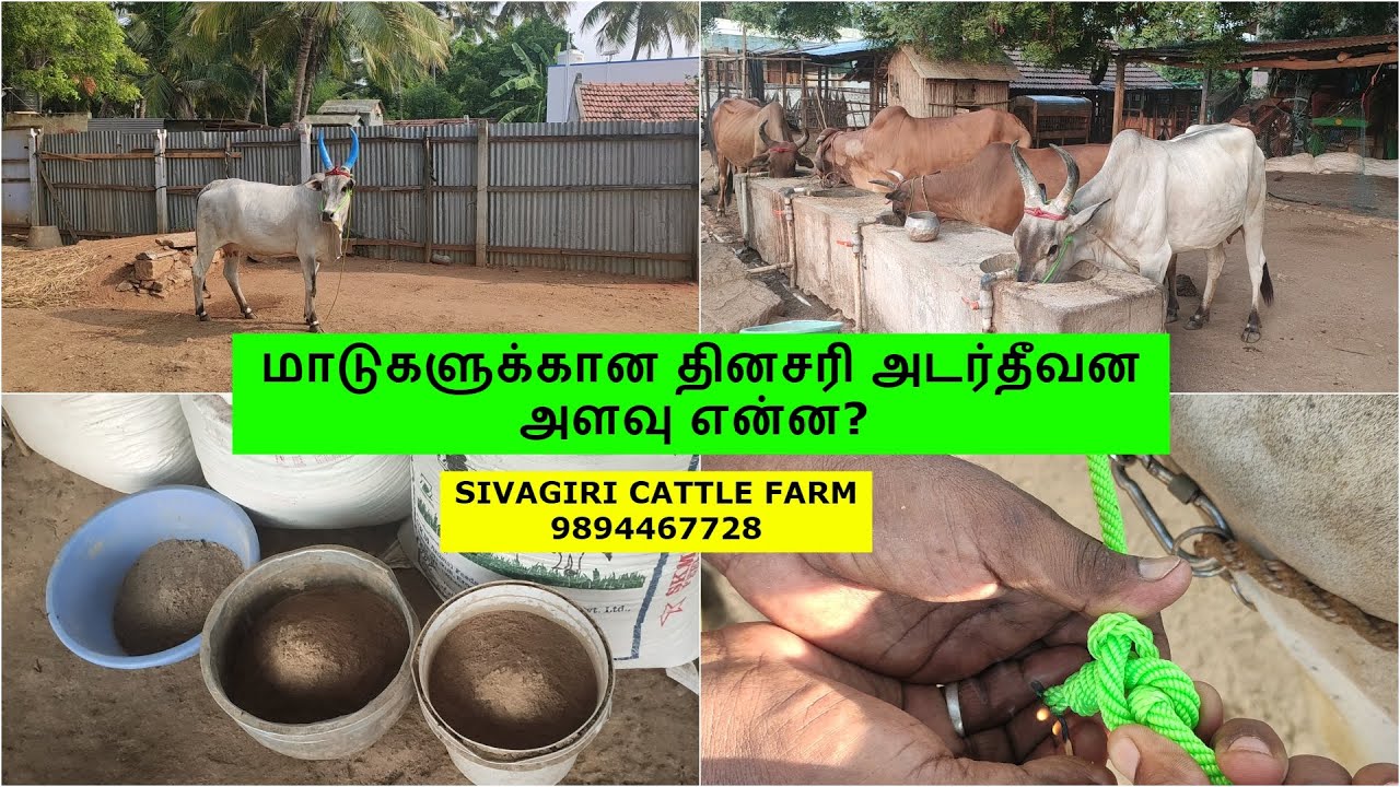 மாடுகளுக்கான தினசரி அடர்தீவன அளவு என்ன?