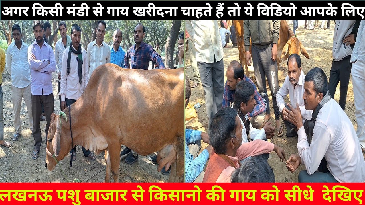 बाजनगर पशु बाजार || lucknow pashu bajar | cows price range 10000₹ to 60000 | dubgga pashu mandi