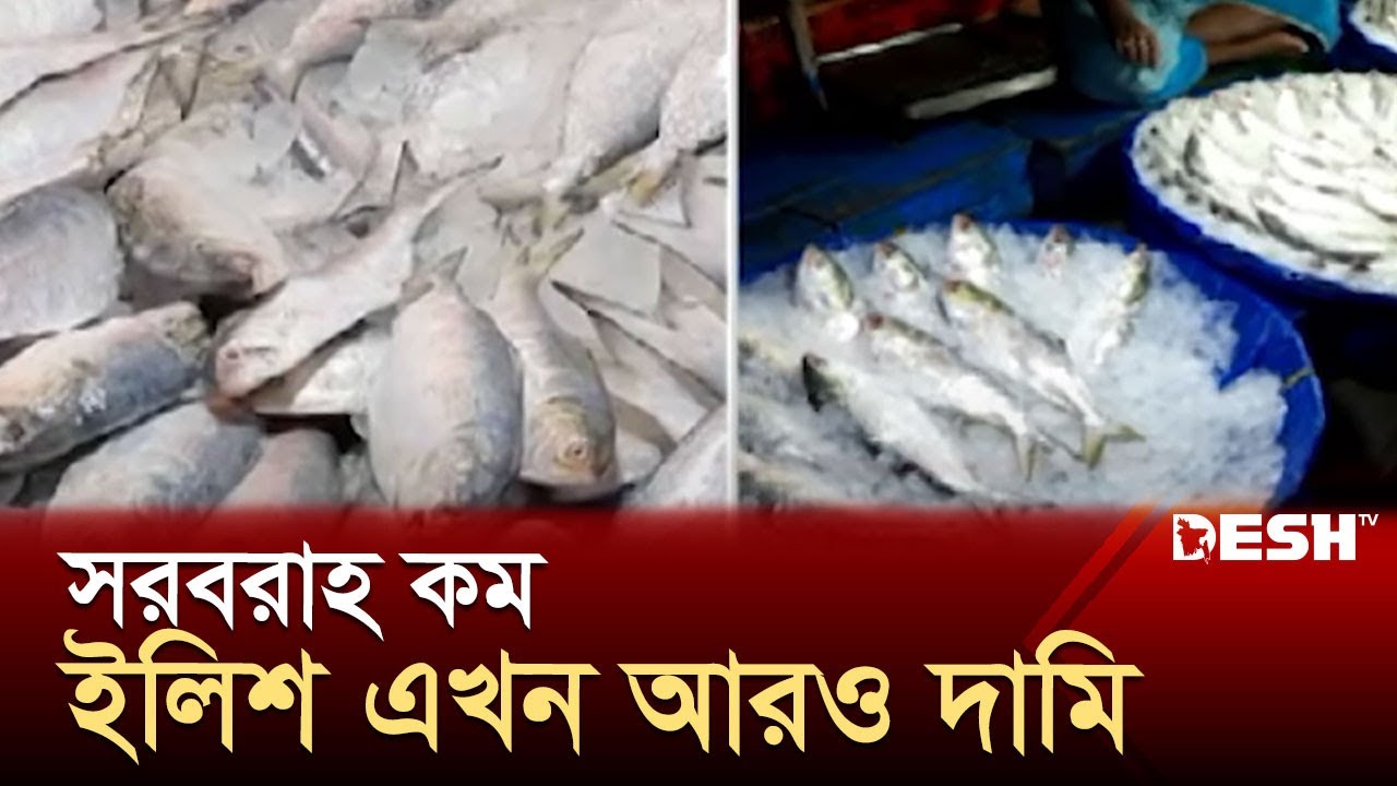 বাগেরহাট-চাঁদপুরে দাম বেড়েছে ইলিশের | Hilsa Fish | Price Hike | Desh TV