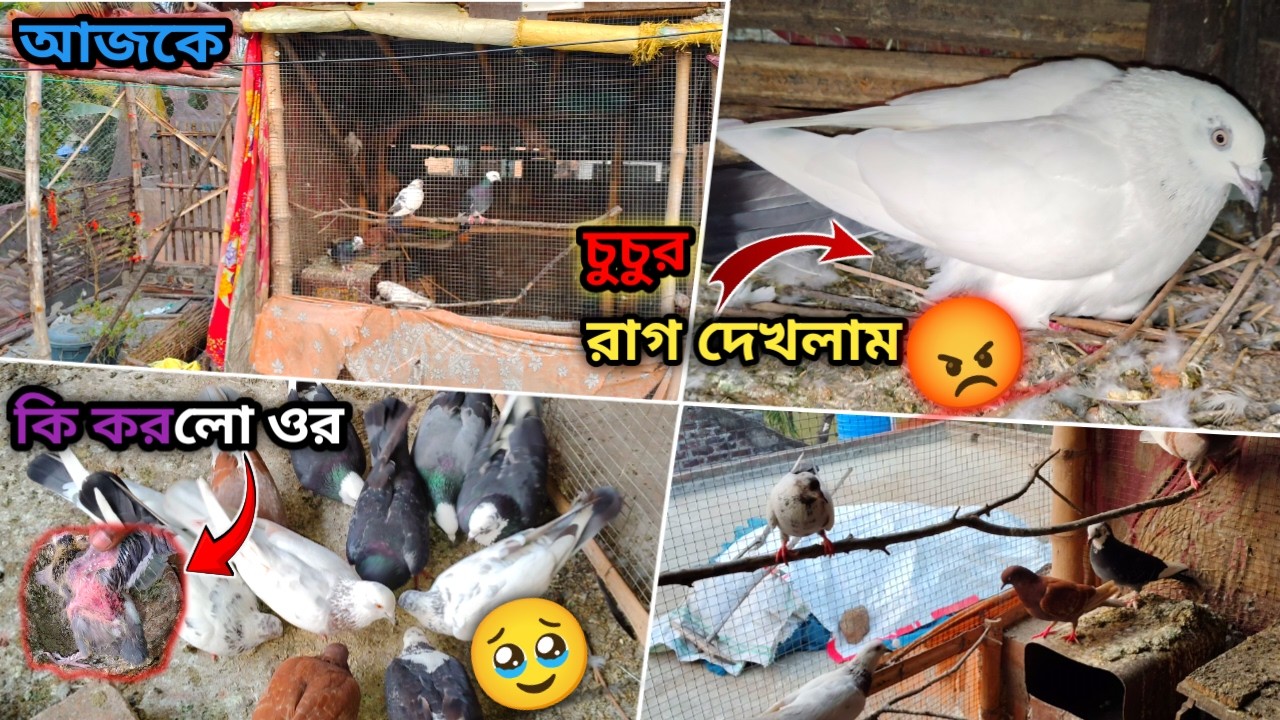 চুচুর রাগ দেখলাম এখন আর কবুতরের বেবিটার কি করল।#shopvealer#mypigeon#kabntar#pigeonlaver