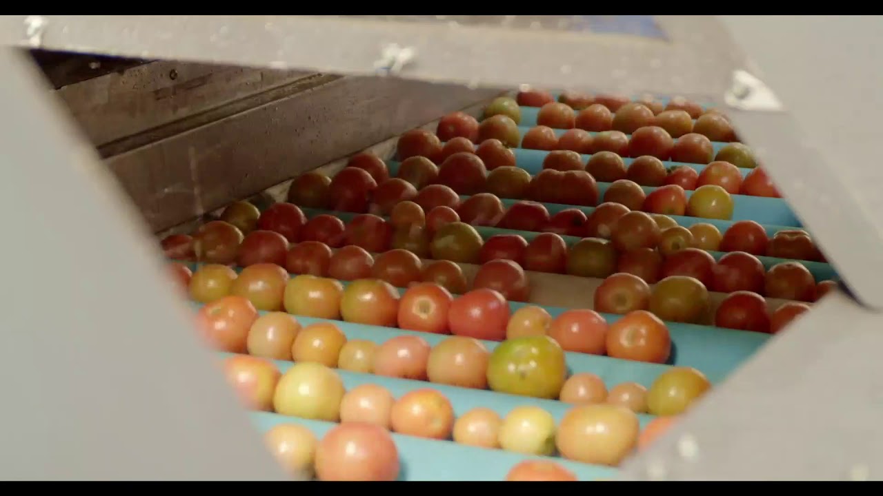 SFACH(Small Farmers Agribusiness Consortium, Haryana ) Documentary