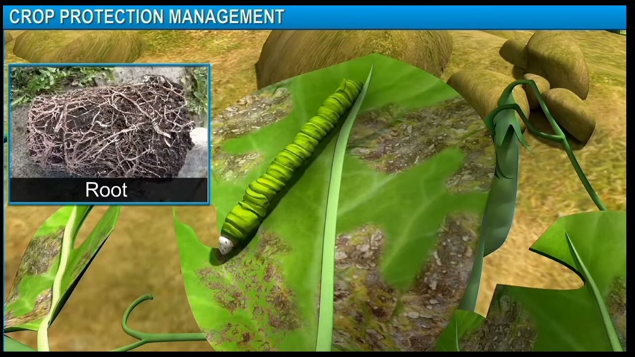 Crop protection management  Class 9, Biology