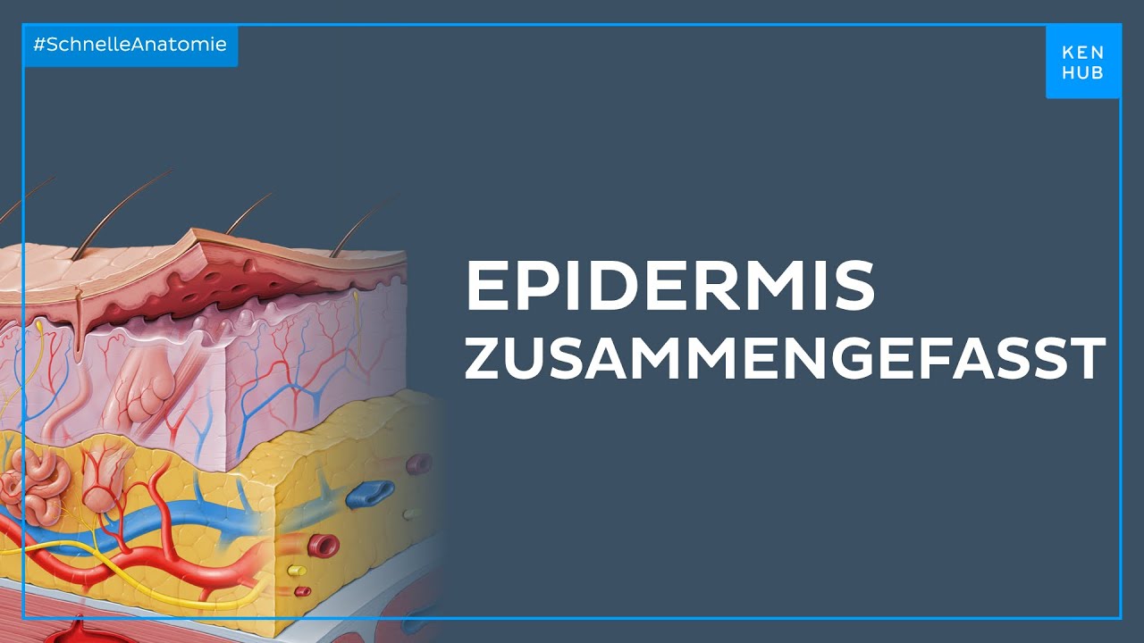 Epidermis zusammengefasst - Anatomie einfach erklärt | Kenhub