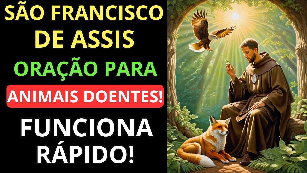 🌟Cure seu animalzinho: Oração de São Francisco para os Animais Doentes! tenha fé, Ore e confie!🙏