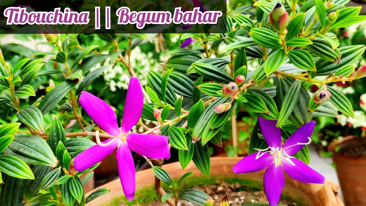 Begam bahar plant care || Tibouchina || Princess flower || Plant || Care || Fertilizer