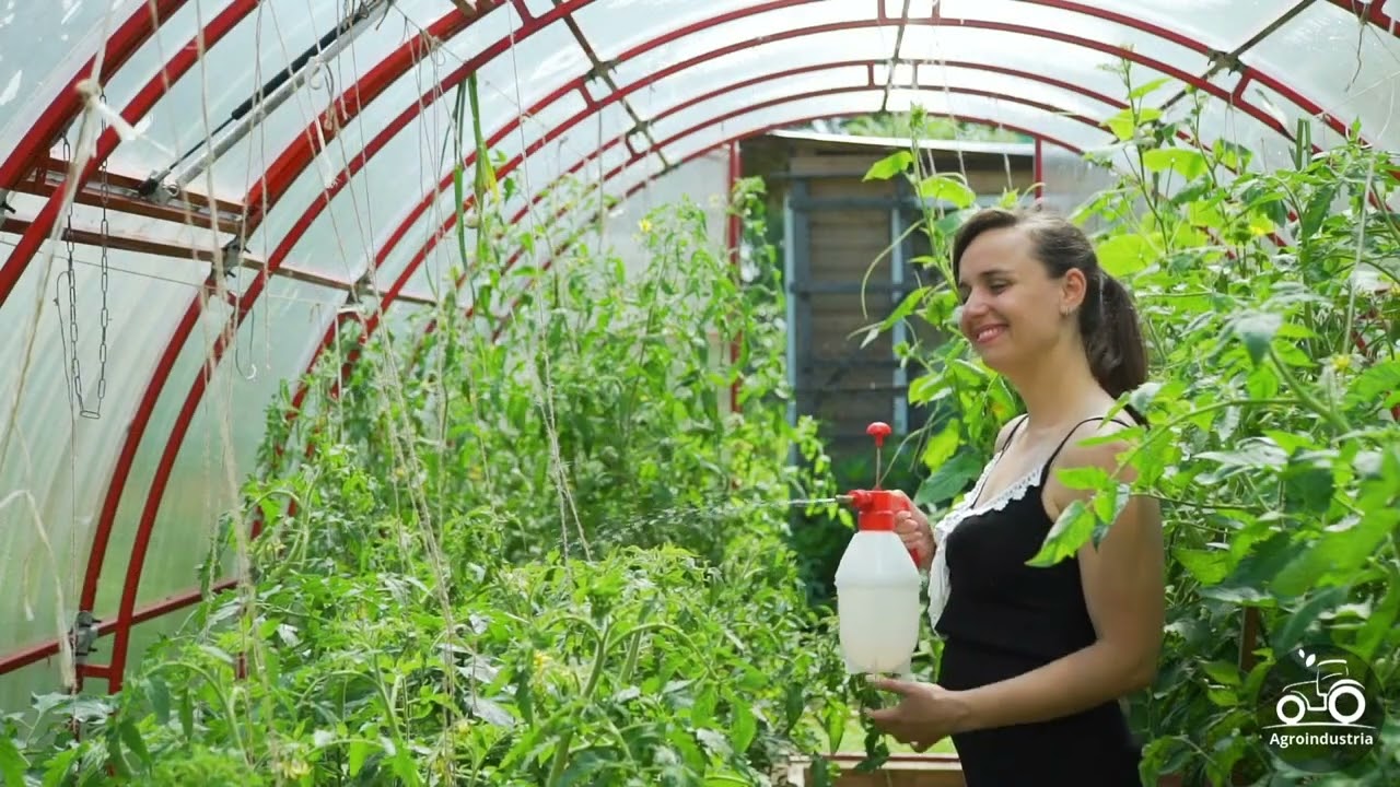 Aprende a cultivar tomates