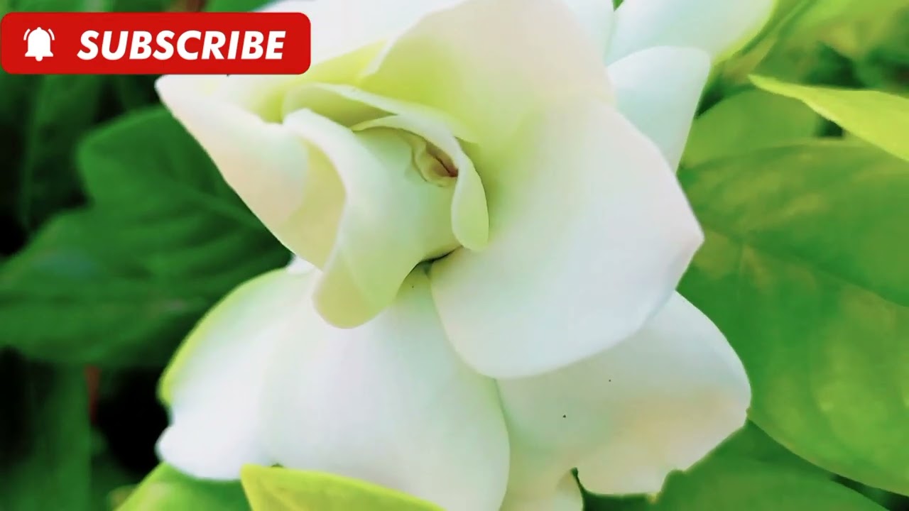 இவ்வளவு சின்ன செடியில் எவ்வளவு பாரிஜாதப் பூ பாருங்க|parijatham flower blooming attractively| viral|