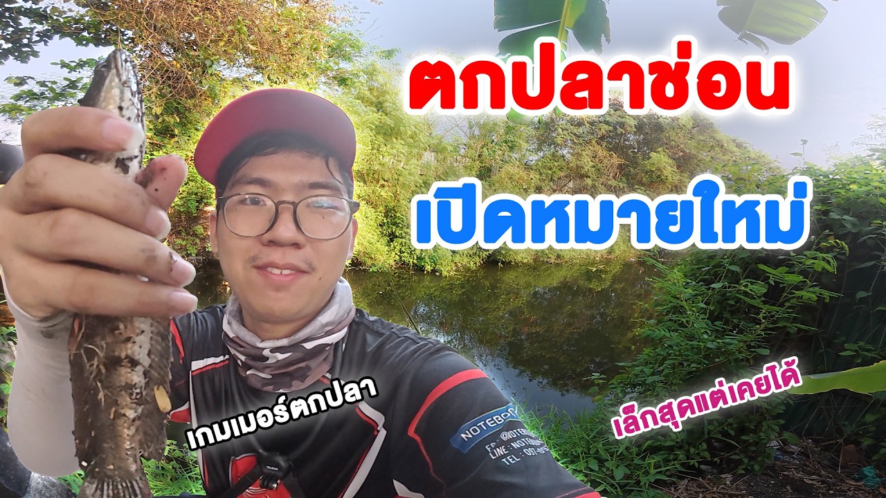 เปิดหมายใหม่ โดนปลาช่อนตัวเล็กกัดกบมิด   l Petechee เกมเมอร์ตกปลา