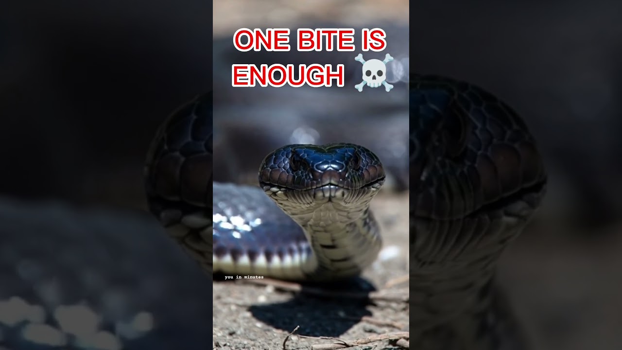 This Snake Can Kill You Before Help Arrives 😱