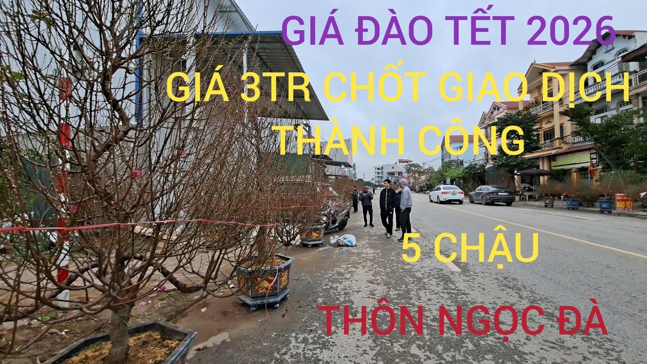 GIÁ ĐÀO CHỢ TẾT 2026 GIÁ 3TR CHỐT THÀNH CÔNG LUÔN 5 CHẬU ĐÀO DÁNG LONG 