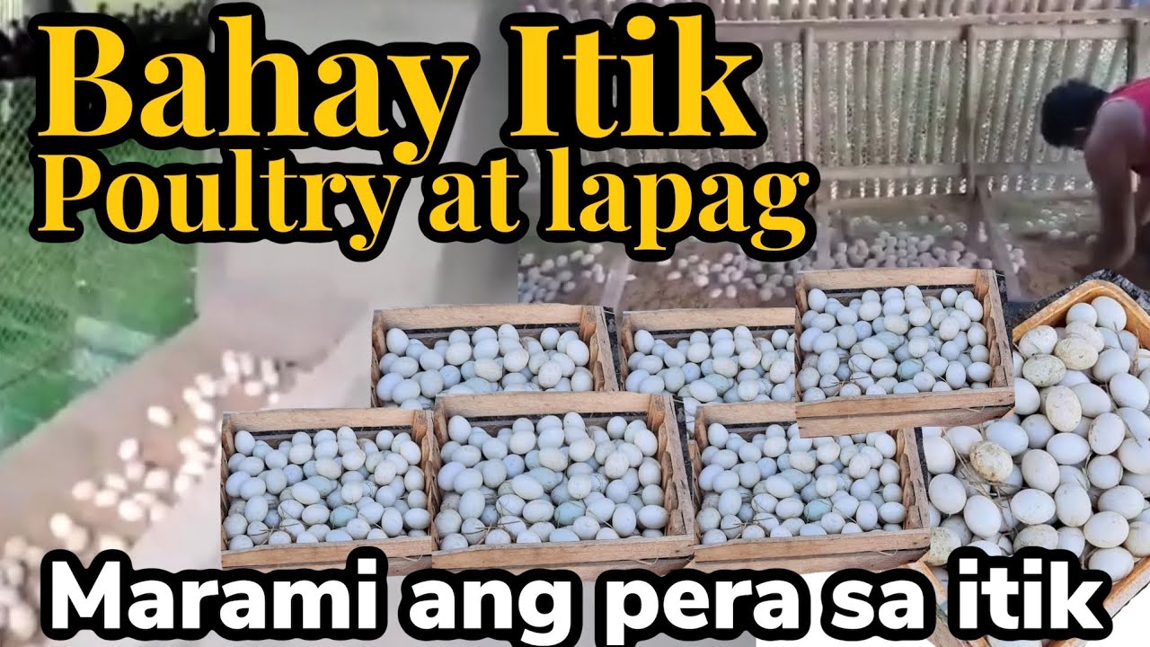 Modern type of duck farming (maraming pera sa pag alaga ng itik) @KafarmersIdea